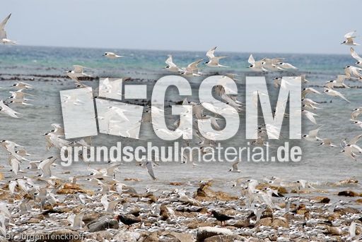 Seeschwalbe (5 von 7).jpg